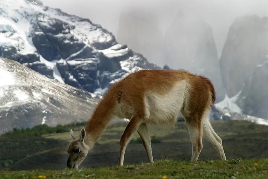 Guanaco Eating - Webp