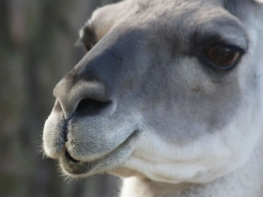 Guanaco Portrait - Webp