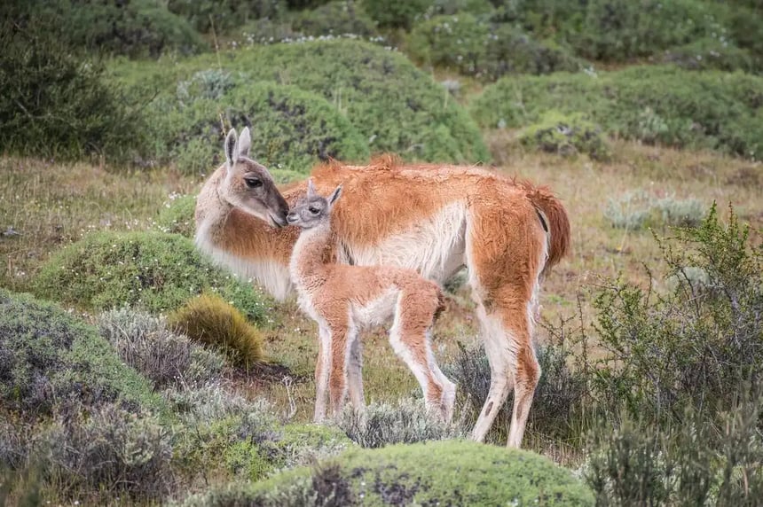 Guanacos 