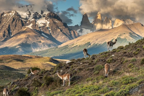 Guanacos Torres del Paine