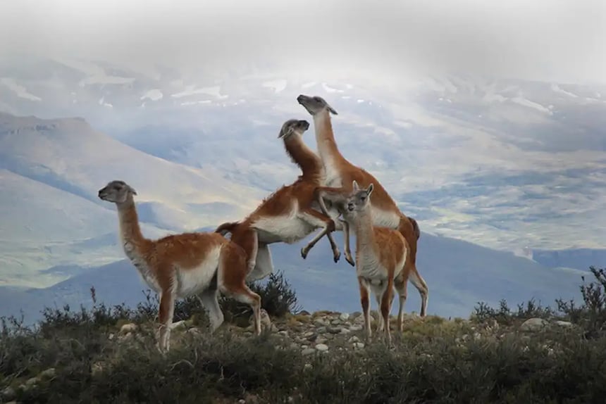 Guanacos having a Laugh - Webp