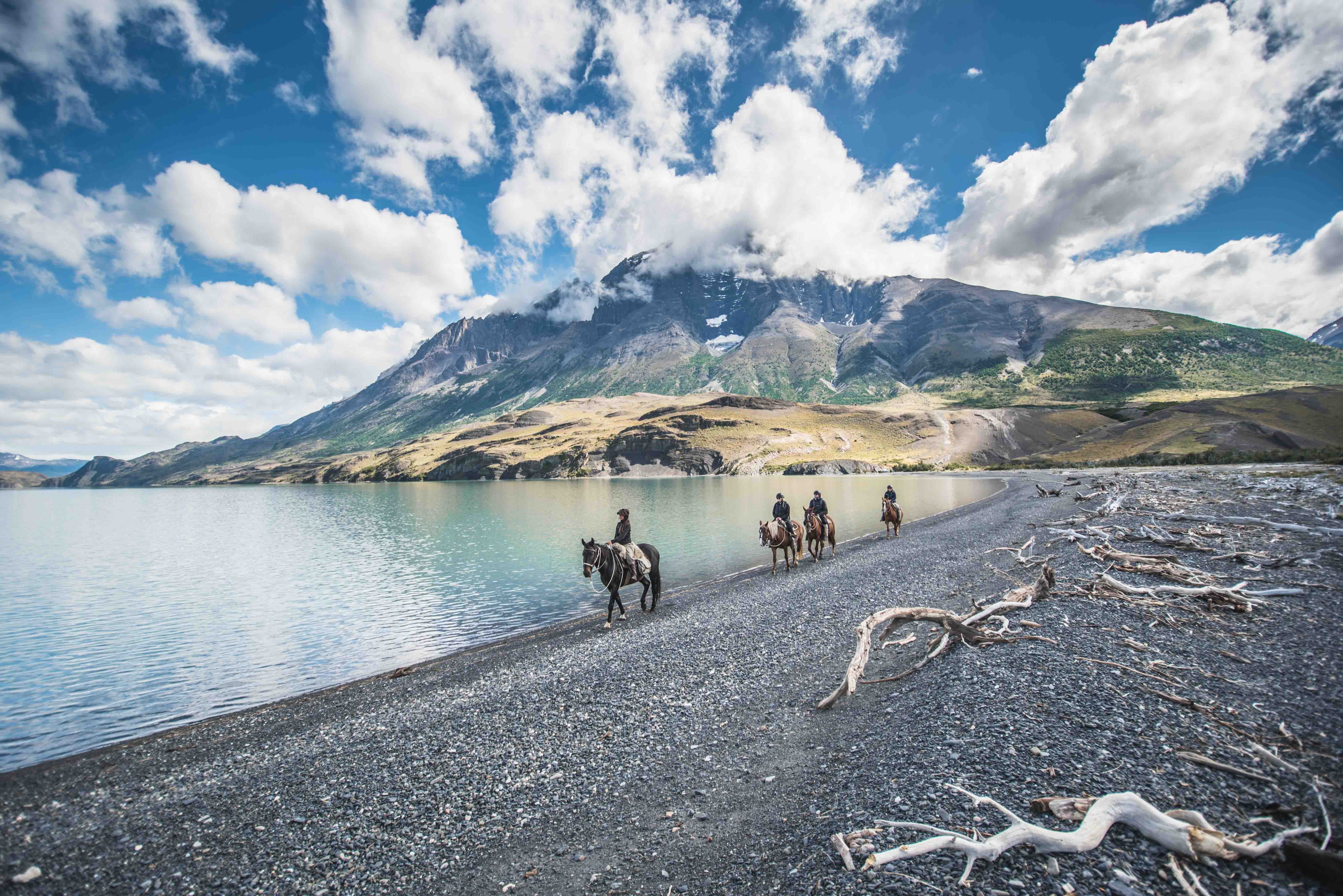 Horses in Patagonia