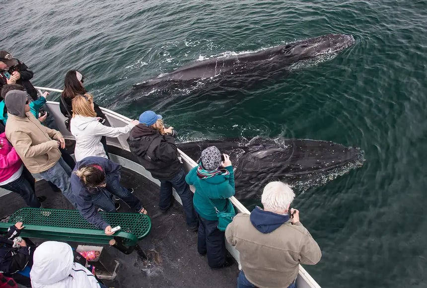 Humbpack Whale 