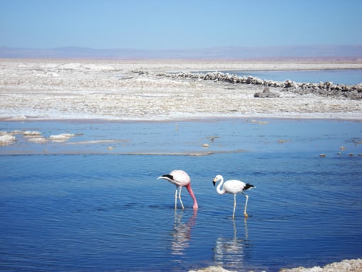 flamingos
