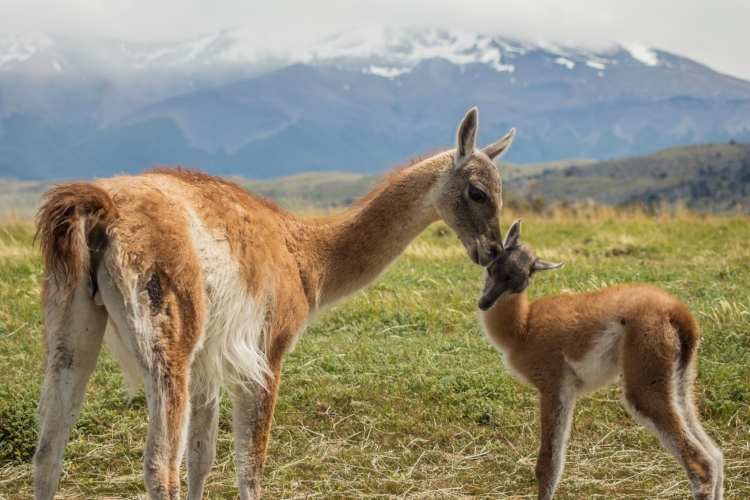 guanacos_0_0-1