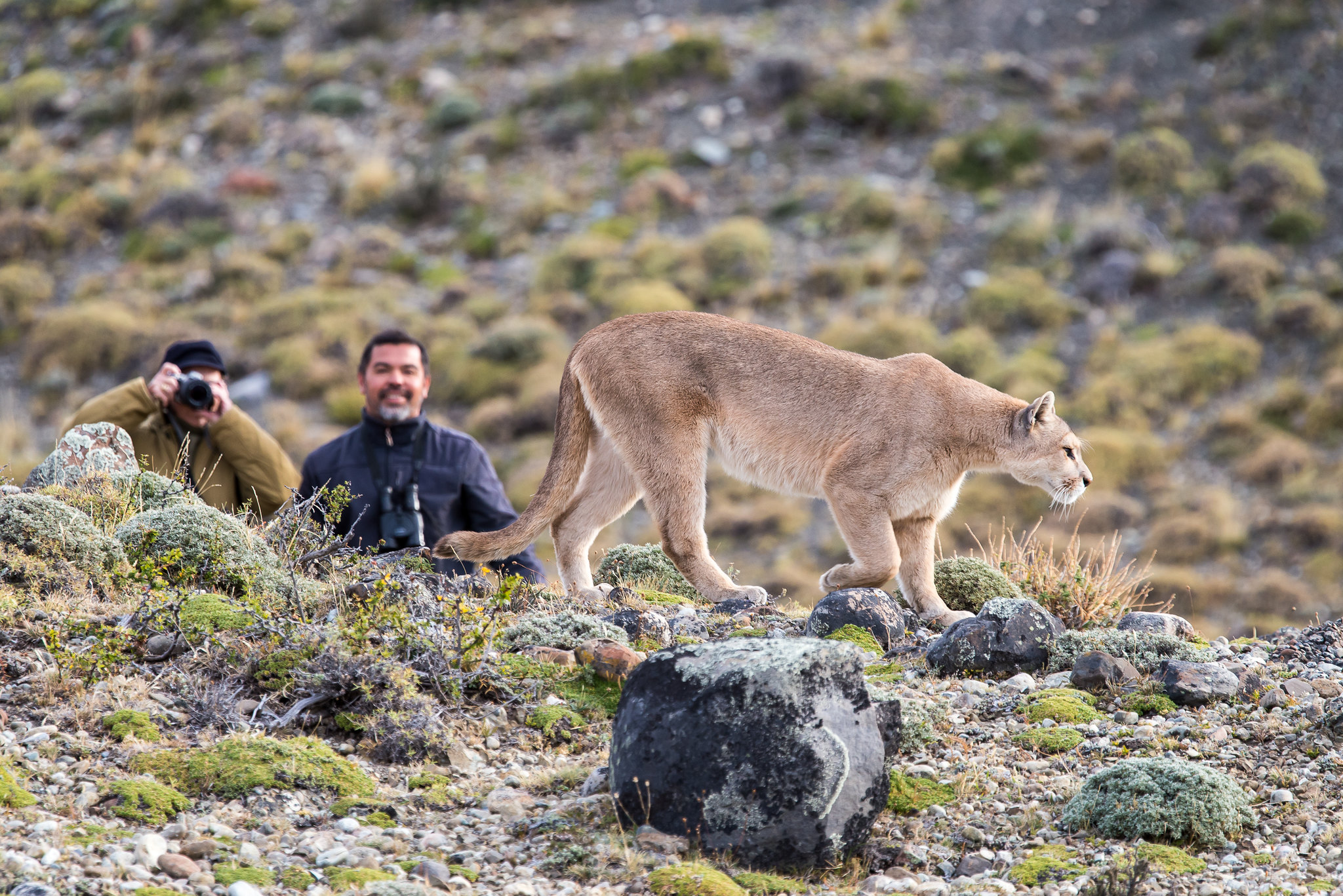 Spotting Pumas in Wild