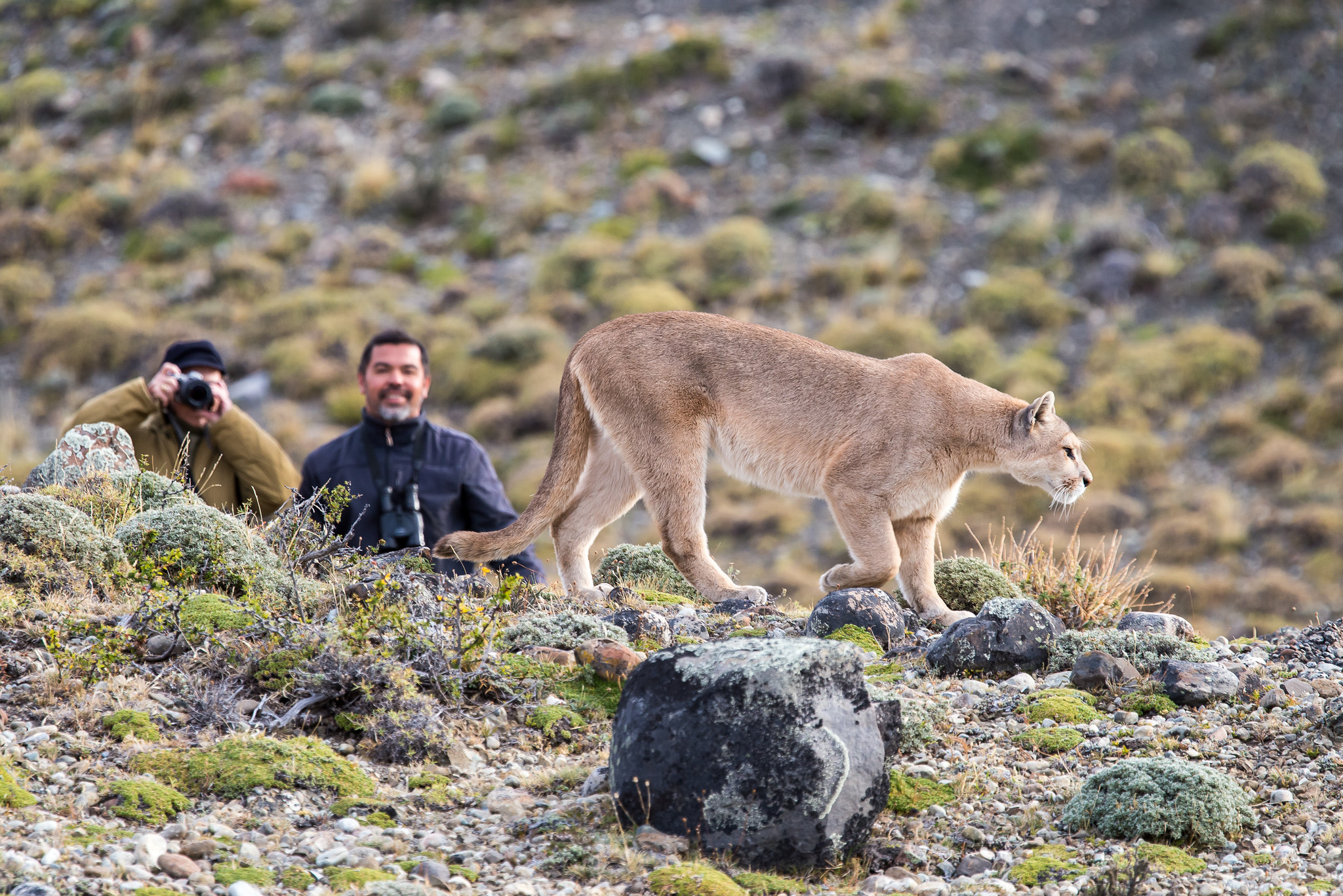 puma track torres del paine