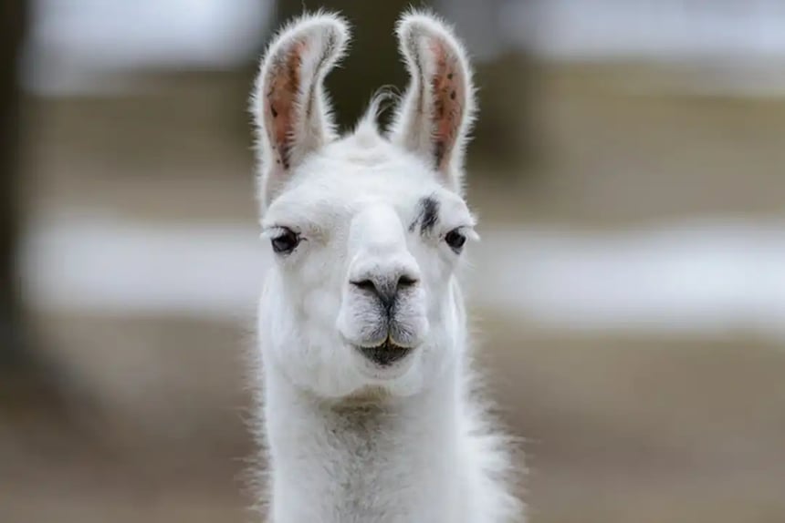 Llama - Webp