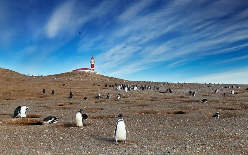 Magellanic Penguins 