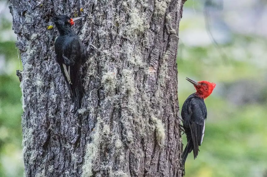 Magellanic Woodpecker 