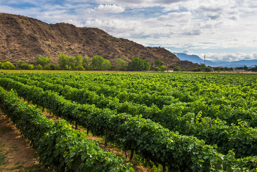 Cafayate Salta Wineyards