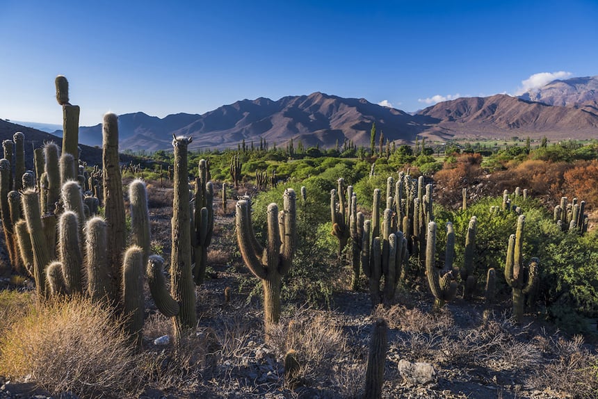 Cardones cactus Salta 