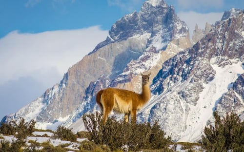 Patagonia en invierno