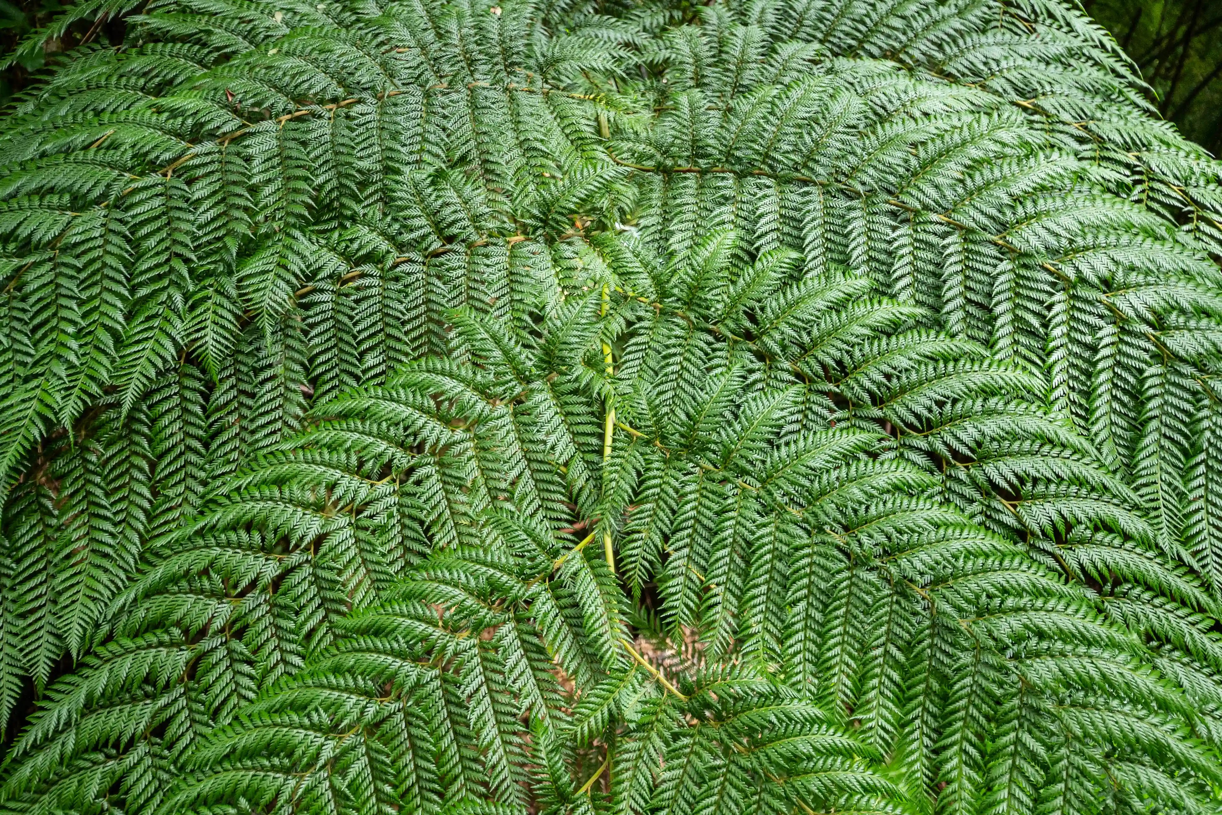 Flore of Vicente Perez rosales national park