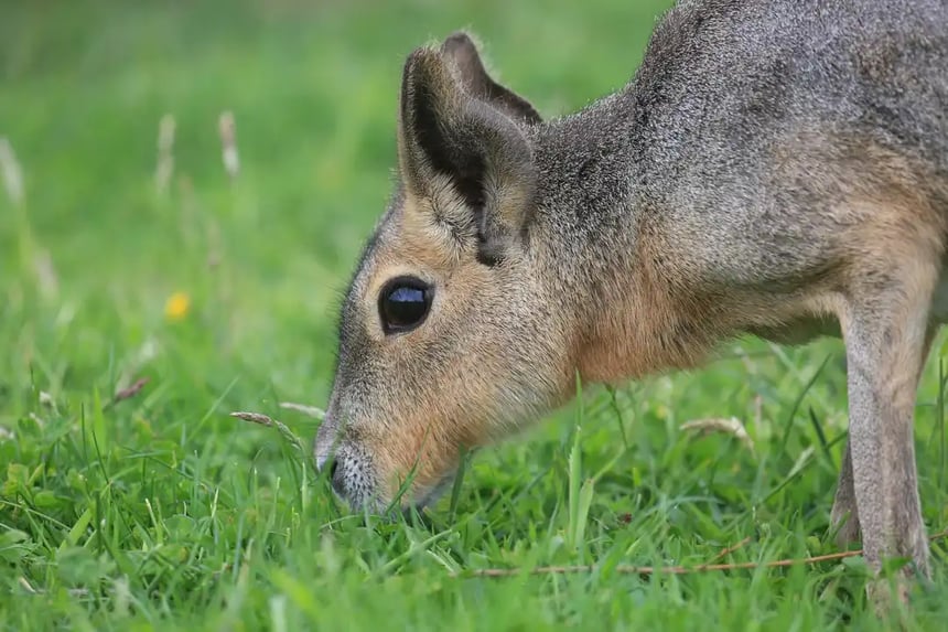 Patagonian Mara 