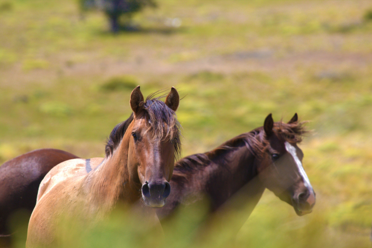 Patagonian Wild Horses