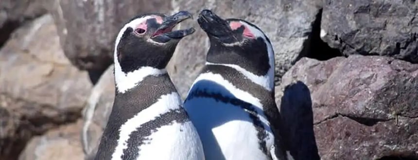 Penguins Magdalena Island