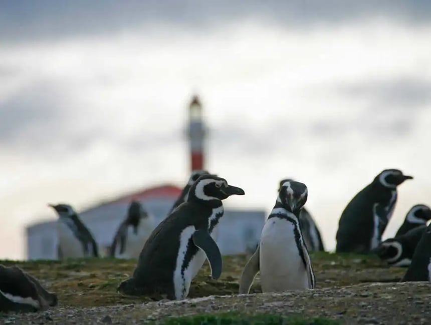 Penguins of Magdalena Island 