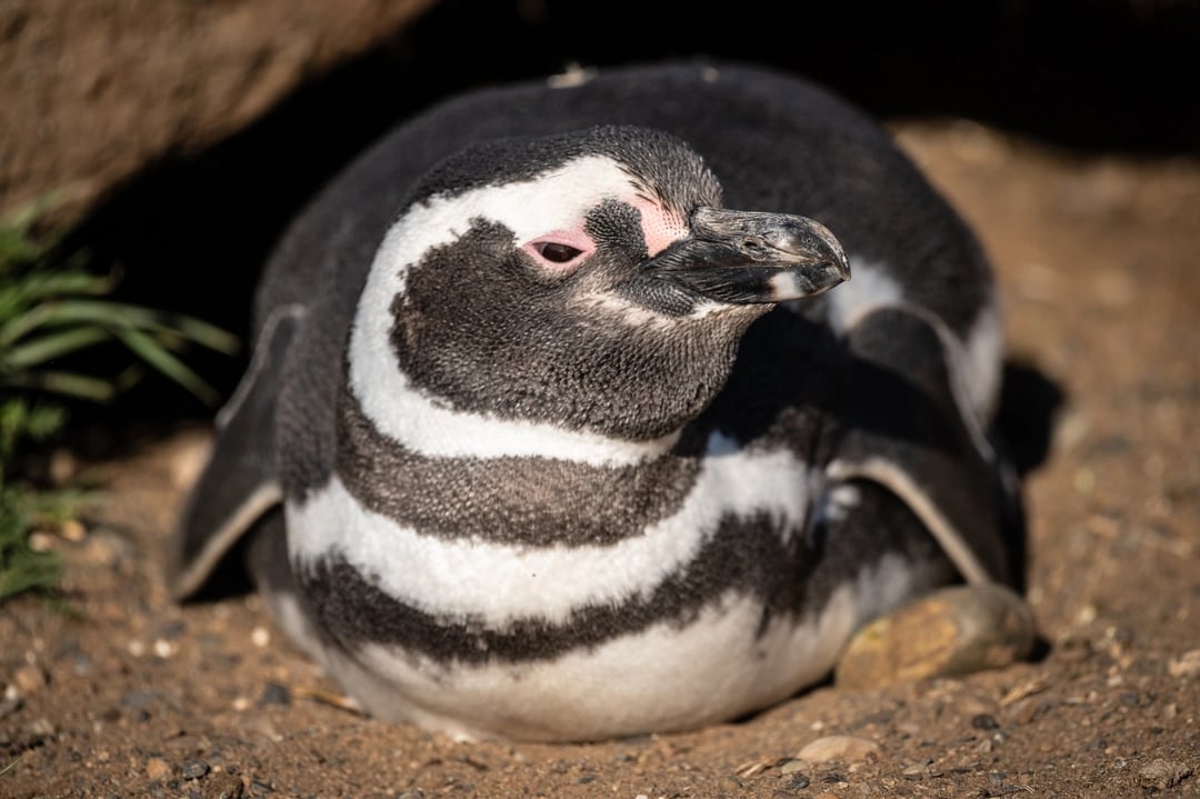 Magellanic Penguin