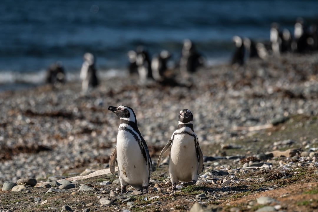 Magellanic Penguins