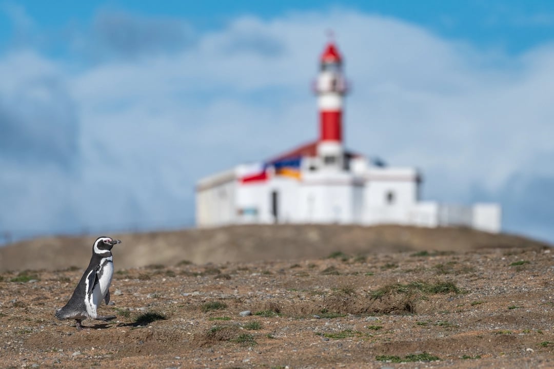 Magellanic Penguins at Magdalena Island