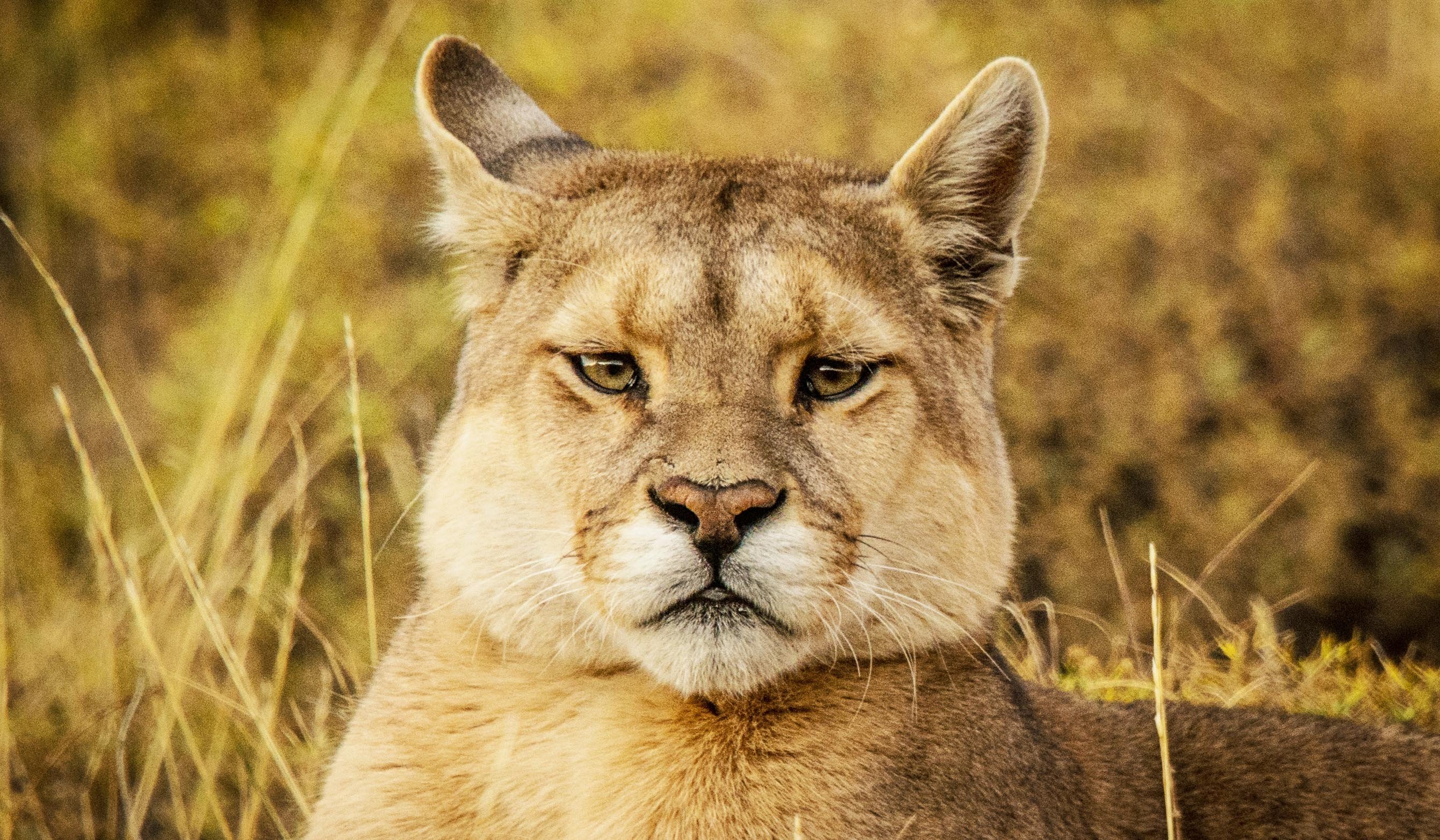 Puma chilean patagonia