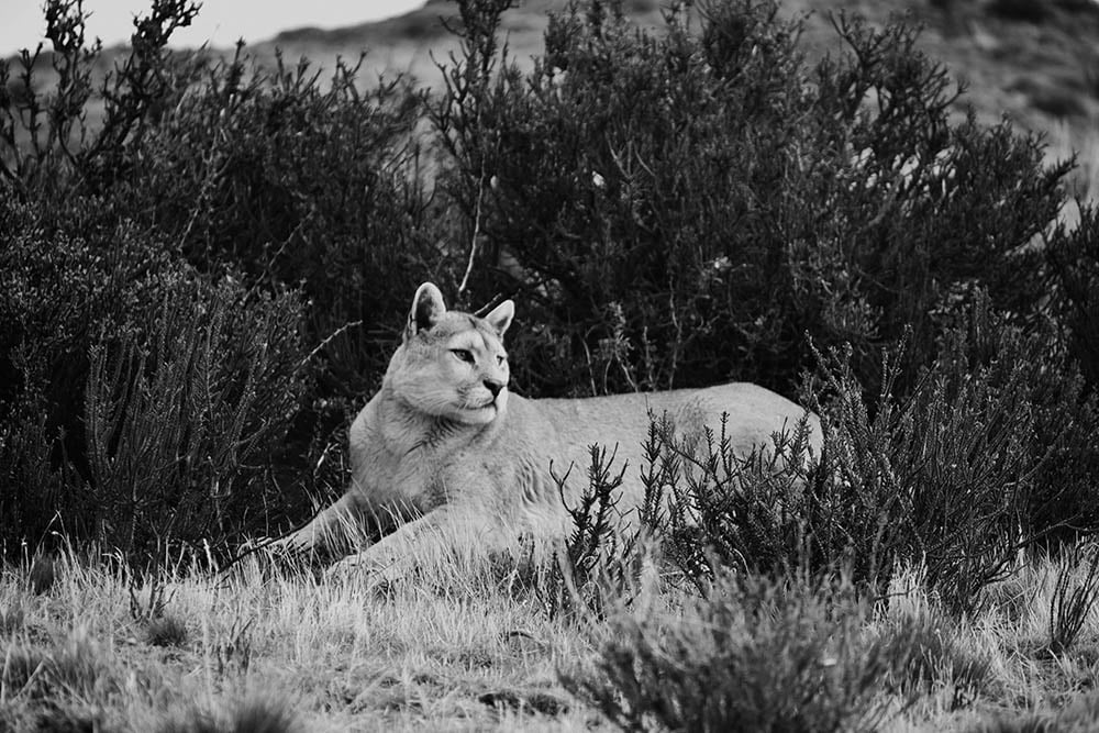 Puma in Patagonial