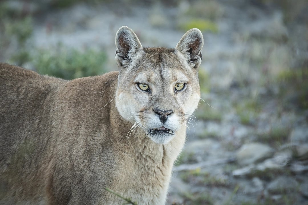 Female Puma in Torres del Paine