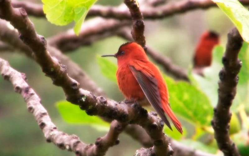 Robinson Crusoe hummingbird