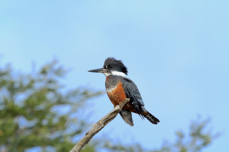 Ringed Kingfisher 