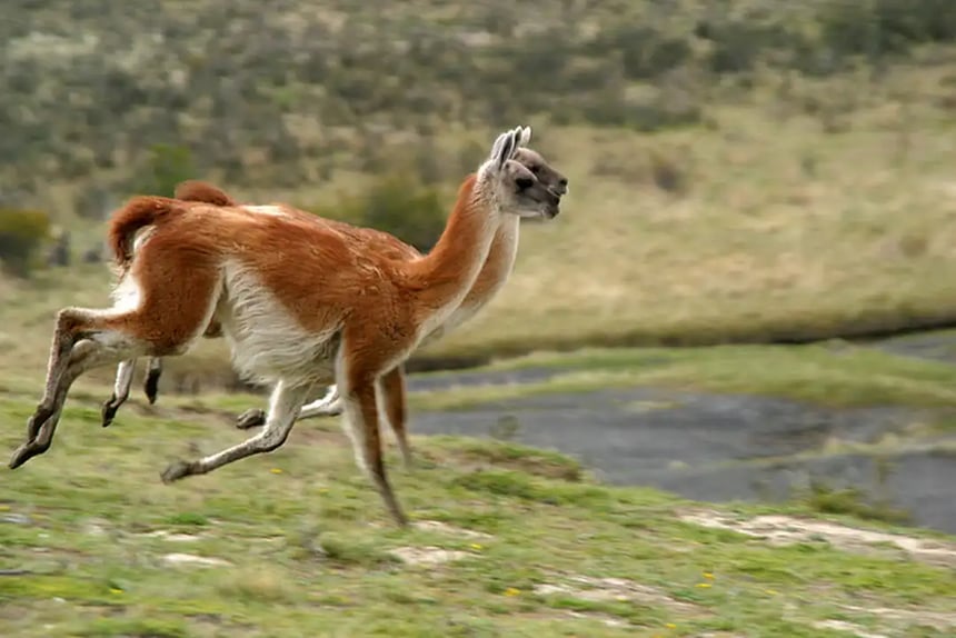 Running Guanaco - Webp