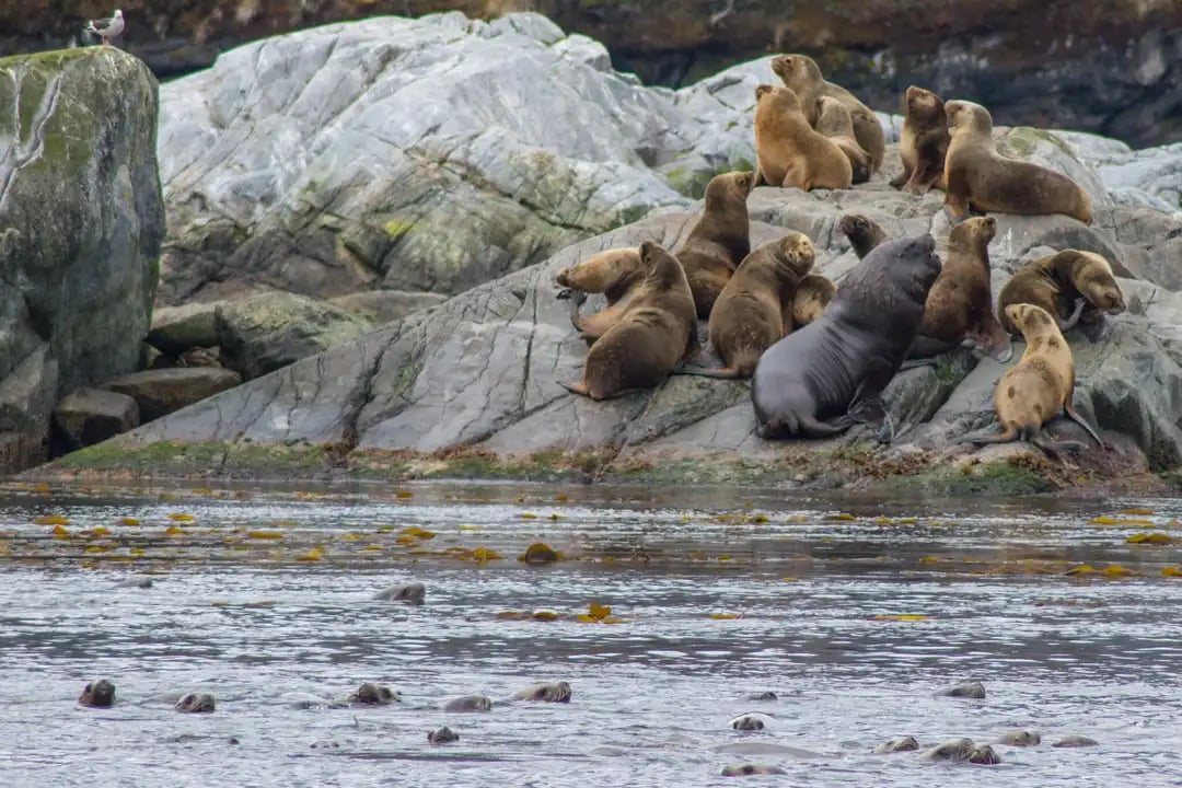 Sea Lion - Webp