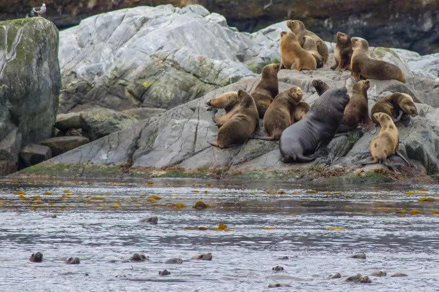 Sea Lion 