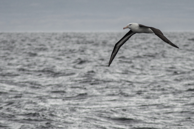 Seagull in Patagonia