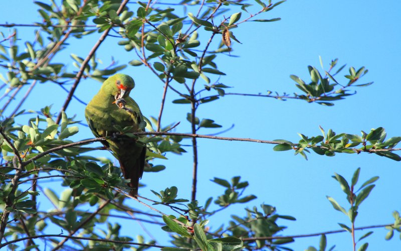 Slender billed Parakeet 