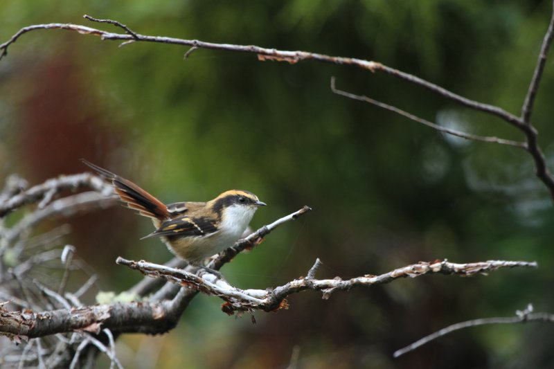 Thorn tailed Rayadito 