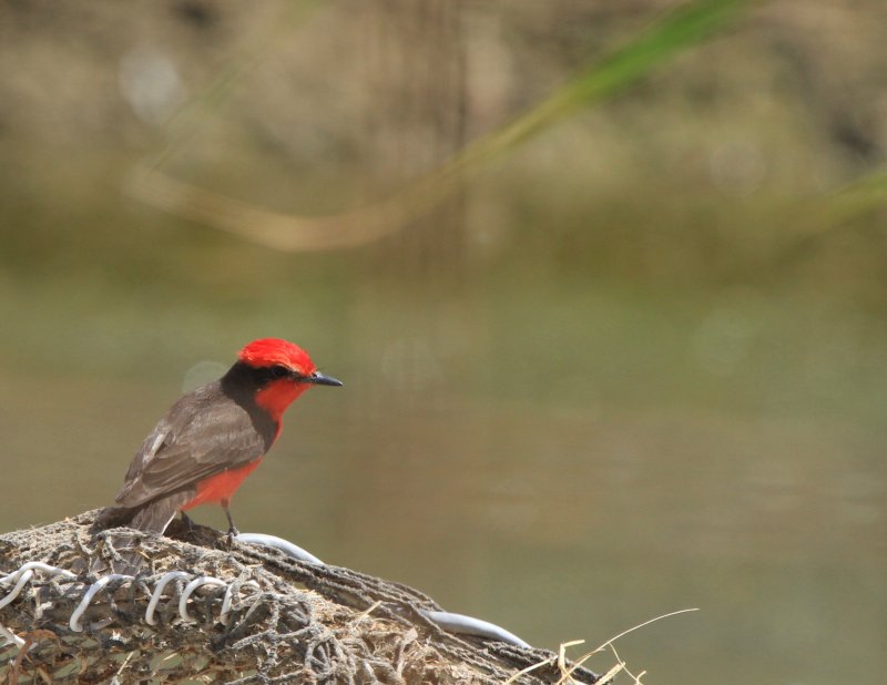Vermillion Flycatcher