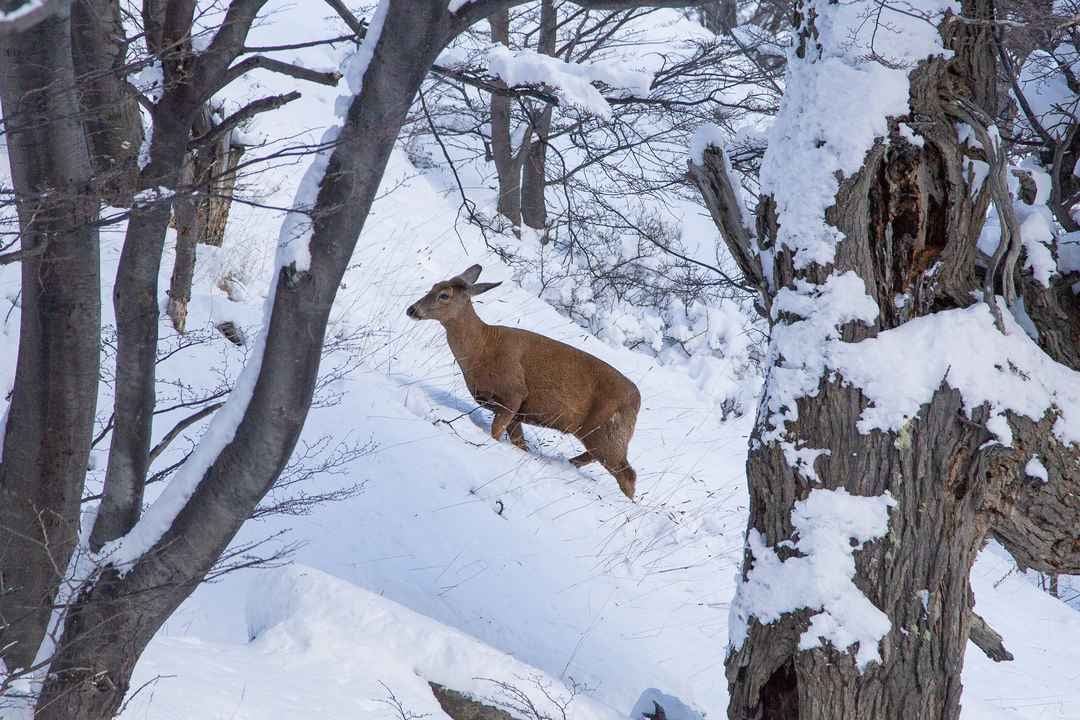 Winter in Torres del Paine (3)