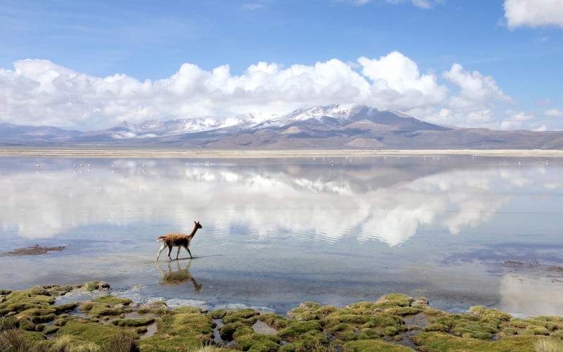 Vicuña in Atacama