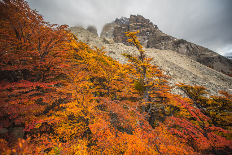 autumn foliage torres del paine