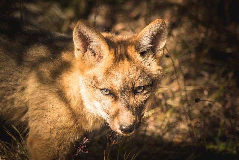culpeo fox