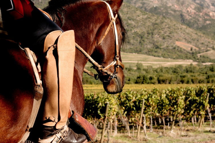 Colchagua Wineries