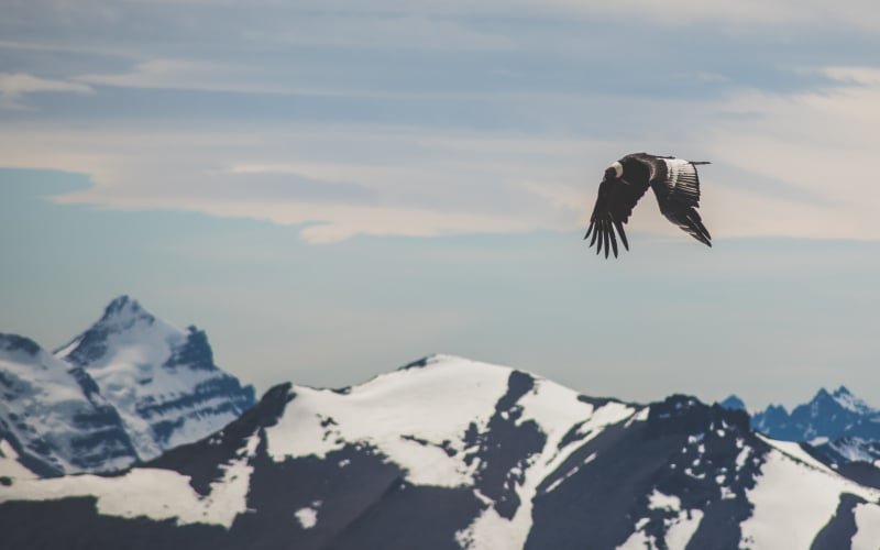 condor andes