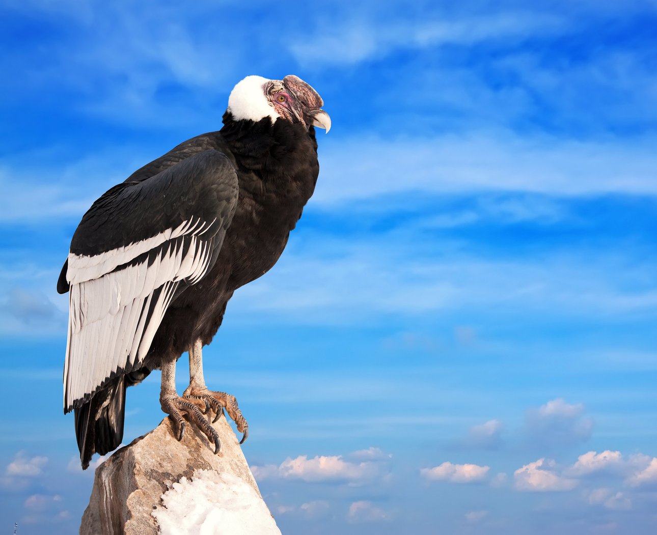 Is the Condor Really Bigger than a Sparrow? - Birds Of The Wild
