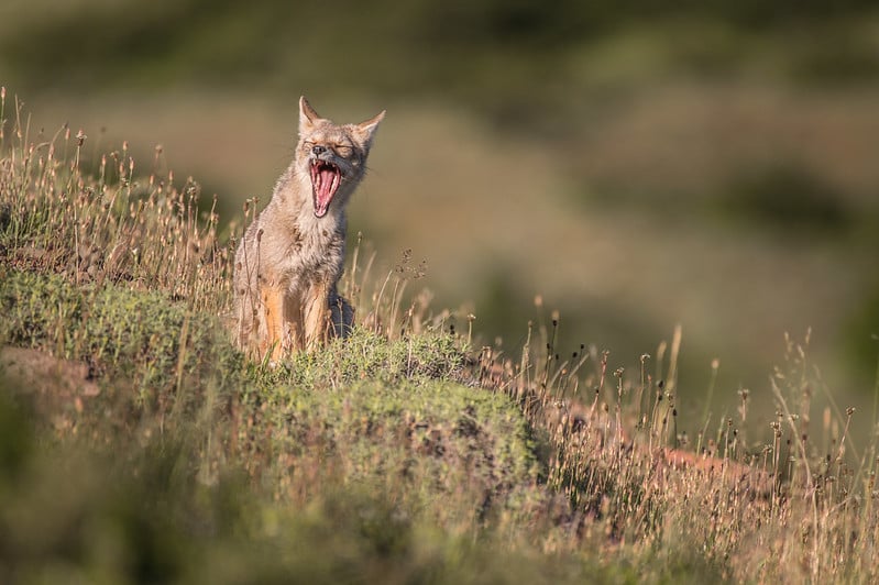 fox - torres del paine