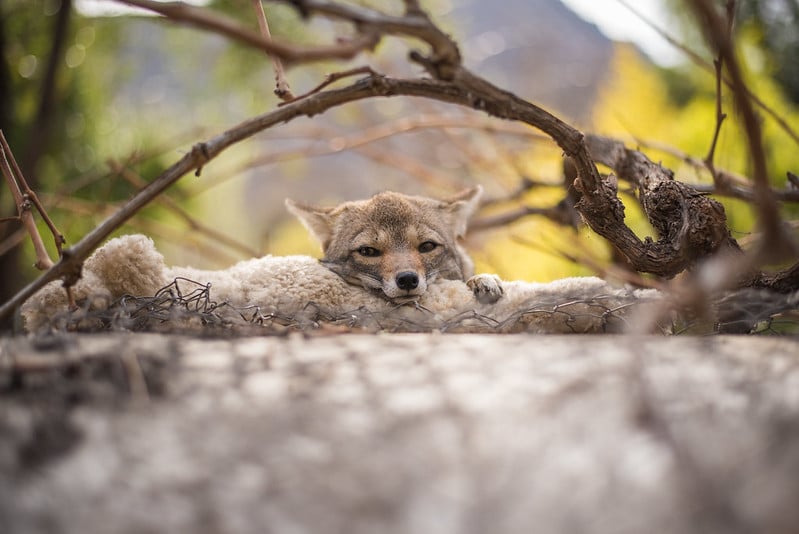 fox-refugiocascada