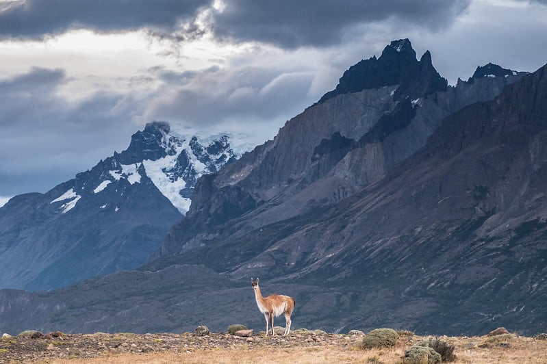 guanaco-landscape