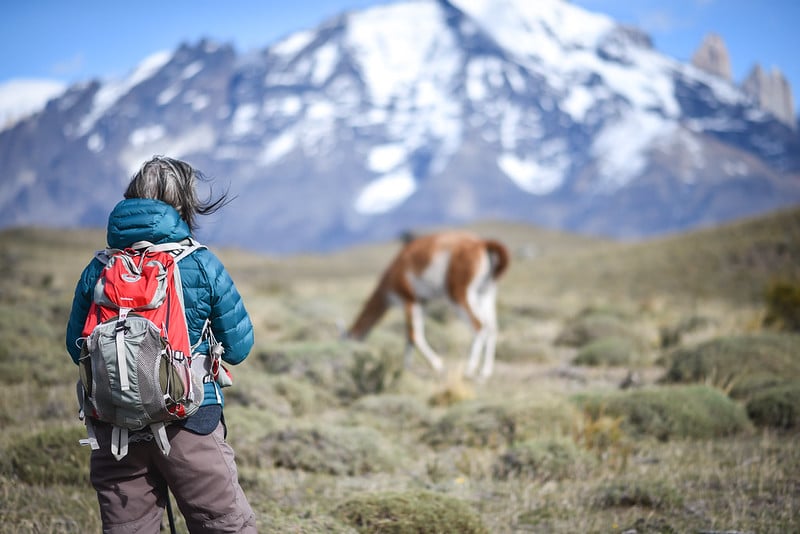 guanaco-wildlife-safari