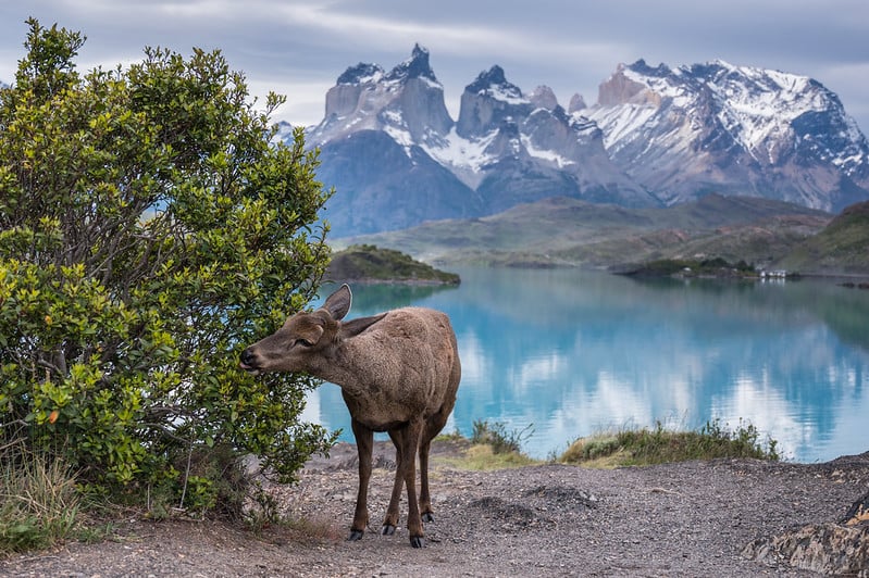 huemul, torres del paine