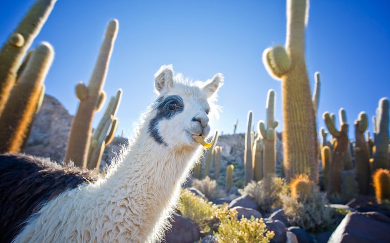 llama atacama